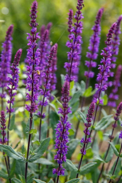 Fondo o Textura de Salvia nemorosa Caradonna en una casa de campo Jardín en un estilo rústico romántico . — Foto de Stock