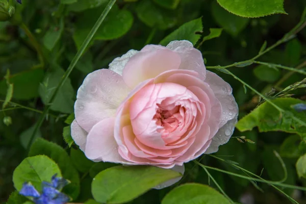 Floraison rose dans le jardin par une journée ensoleillée. David Austin Rose Doux Hermione . — Photo
