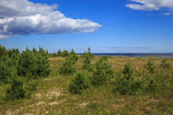 Baltische kust in de zomer — Stockfoto