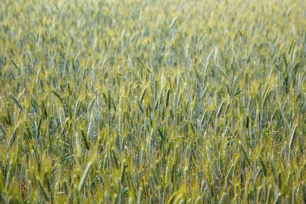 Закрыть желтое поле ржи, сельскохозяйственная концепция . — стоковое фото