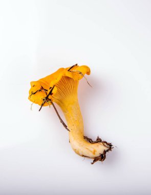 Beyaz arkaplanda mantarlar