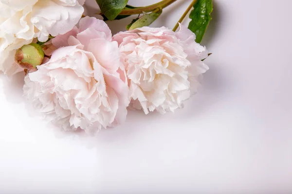 Stunning white peonies on white on a white background. Copy space