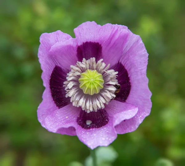 Closeup of purple poppy flower on a meadow in bright sunlight. — Stock Photo, Image