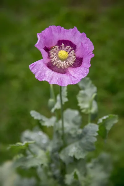 Closeup of purple poppy flower on a meadow in bright sunlight. — Stock Photo, Image