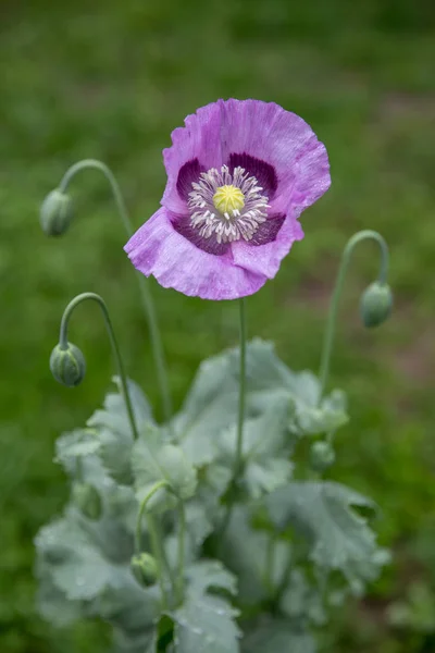 Closeup of purple poppy flower on a meadow in bright sunlight. — Stock Photo, Image