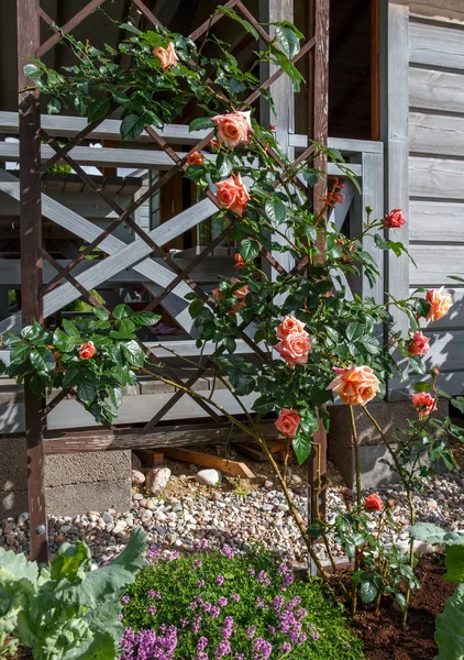 Krásná růžová růže v zahradě — Stock fotografie