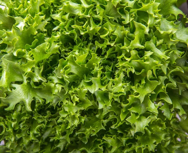 Lettuce Salad background — Stock Photo, Image