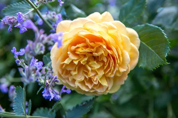 Floreciente rosa rosa inglesa en el jardín en un día soleado. David Austin Rose Princesa Alexandra de Kent —  Fotos de Stock