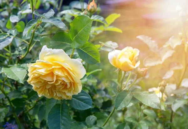 Blooming yellow orange English roses in the garden on a sunny day. Rose Graham Thomas — Stock Photo, Image