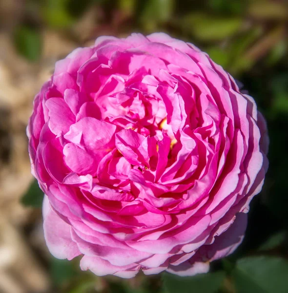 Ανθισμένο ροζ αγγλικό τριαντάφυλλο στον κήπο σε μια ηλιόλουστη μέρα. Ντέιβιντ Όστιν Ρόουζ Πριγκίπισσα Αλεξάνδρα του Κεντ — Φωτογραφία Αρχείου