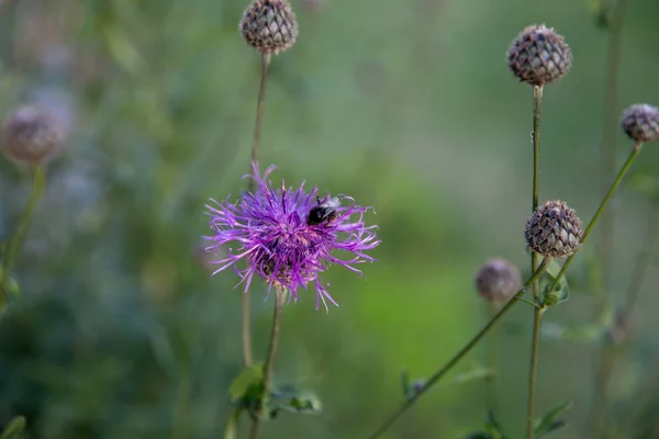 Thistle, Carduus,Thistle flower at sunrise in golden tones, selective focus. The Thistle is a symbol of Scotland. Close-up of a Thistle, the national flower of Scotland. Natural seasonal background — Stock Photo, Image