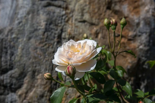 Englische Rosen blühen an einem sonnigen Tag im Garten. — Stockfoto