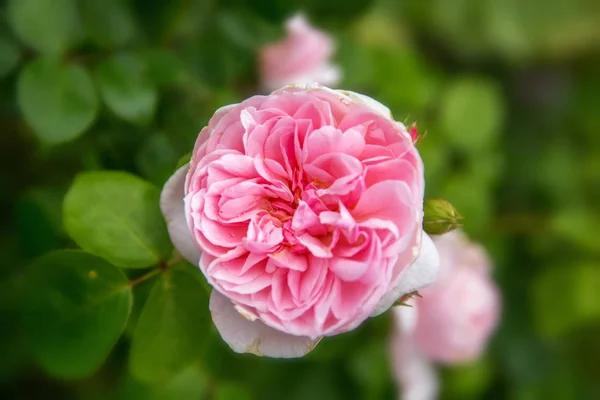 Kwitnąca różowa angielska róża w ogrodzie w słoneczny dzień. — Zdjęcie stockowe