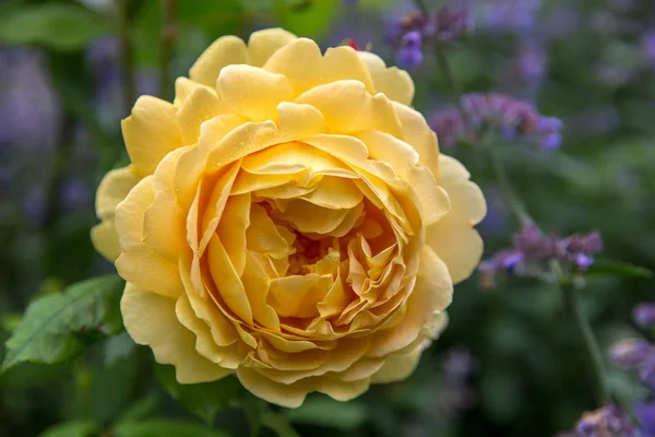 Floreciente rosa amarilla inglesa en el jardín en un día soleado. David Austin Rose Celebración de Oro —  Fotos de Stock