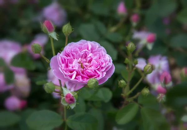 Kwitnienie róż angielski róż w ogrodzie w słoneczny dzień. David Austin Rose Anny Boleyn — Zdjęcie stockowe