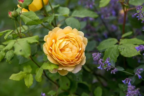 Floreciente rosa amarilla inglesa en el jardín en un día soleado. David Austin Rose Celebración de Oro —  Fotos de Stock