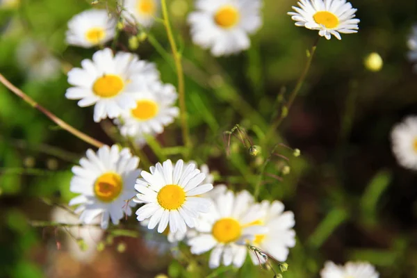 Erba verde e camomille nella natura — Foto Stock