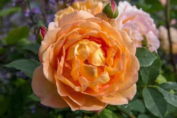 绽放橙色英伦玫瑰花园里阳光明媚的日子。戴维 · 奥斯汀罗斯 — 图库照片