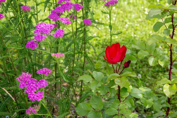 Pink milfoil and red rose flowers in meadow, macro photo. Medical herbs: Achillea millefolium, yarrow ,or nosebleed plant — Stock Photo, Image