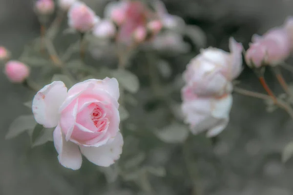 Eski güller, retro tarzı İngilizce. Renk pastel filtresi ve eski kamera etkiyi elde etmek için yumuşak gürültü ile tonda. Yumuşak odak ve bulanık. — Stok fotoğraf