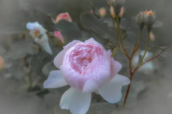Rosas inglesas viejas, estilo retro. Tonificado con filtro pastel de color y ruido suave para obtener efecto de cámara vieja. Enfoque suave y borroso . —  Fotos de Stock