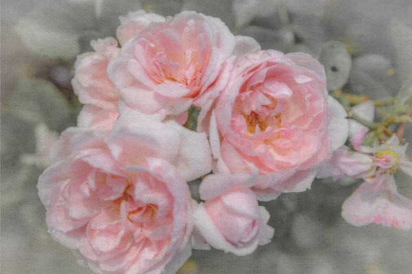 Rosas inglesas pastel viejo, estilo retro. Tonificado con filtro de color. Enfoque suave y borroso —  Fotos de Stock
