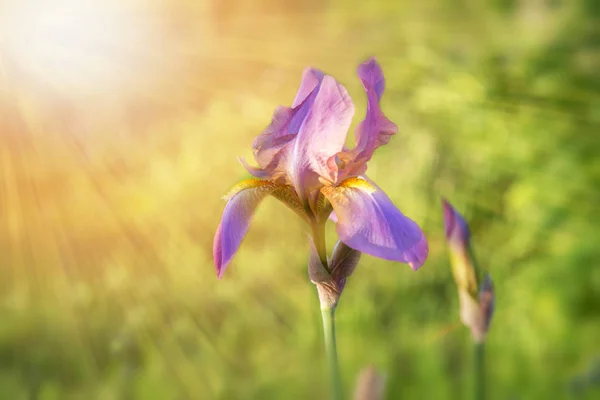 Light violet iris under sunlight at the middle of summer or spring day landscape. Natural view of flower blooming in the garden with green grass as a background. — Stock Photo, Image