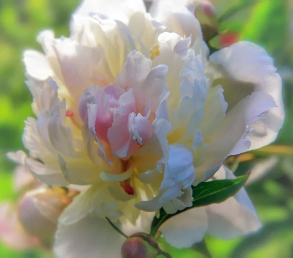Peônia branca close-up no jardim em um dia ensolarado — Fotografia de Stock