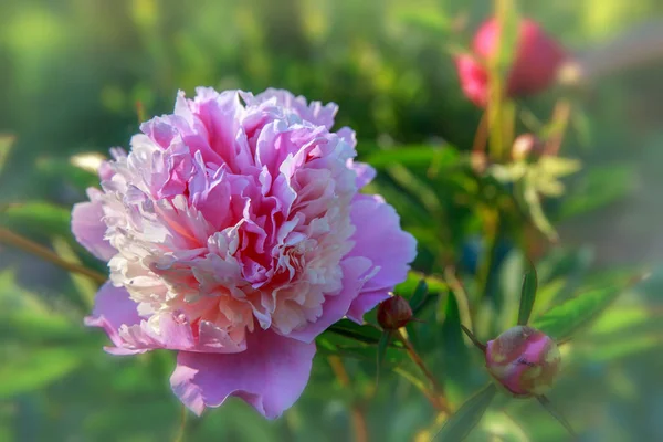 Pivoňka sorbetem. lat. Paeonia Lactiflora Hybriden sorbetem — Stock fotografie