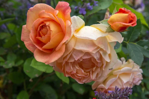 Floreciente naranja Inglés se levantó en el jardín en un día soleado. David Austin Rose Charlotte — Foto de Stock