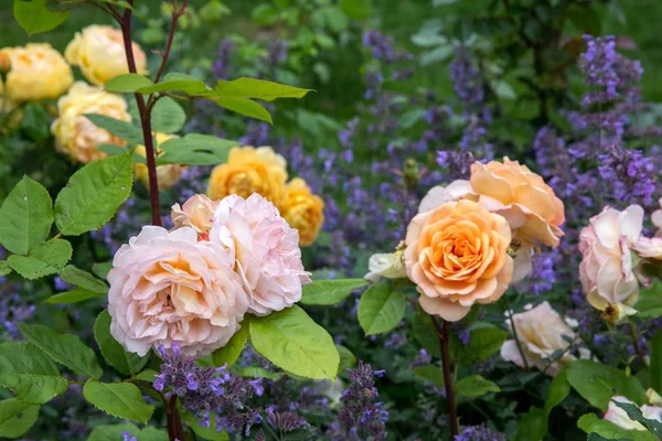 Blooming yellow orange English roses in the garden on a sunny day. Charles Austin Rose