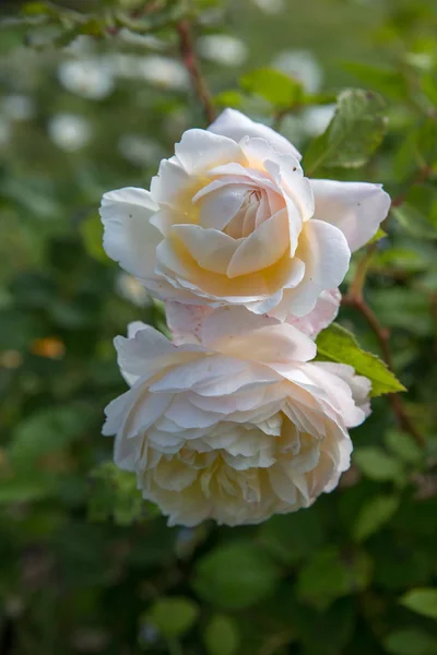 Blooming orange English rose in the garden on a sunny day. David Austin Rose — Stock Photo, Image