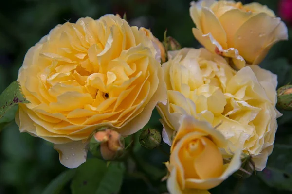 Blooming yellow orange English roses in the garden on a sunny day. Rose Graham Thomas