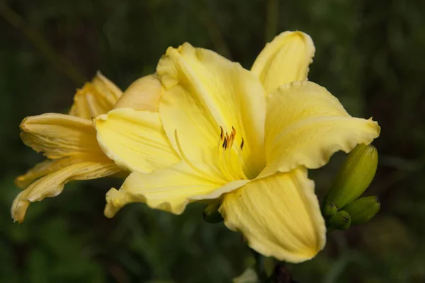 Flor de enano amarillo en verano en el jardín — Foto de Stock