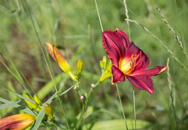 Flor de enano rojo en verano en el jardín — Foto de Stock