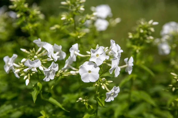 Güneşli bir yaz bahçesinde beyaz çiçekler. Beyaz flox yakın çekim