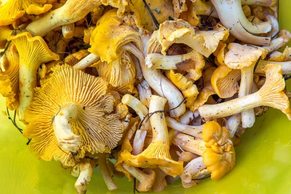 Forest mushrooms chanterelles closeup on a yellow background — Stock Photo, Image