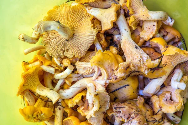 Forest mushrooms chanterelles closeup on a yellow background — Stock Photo, Image