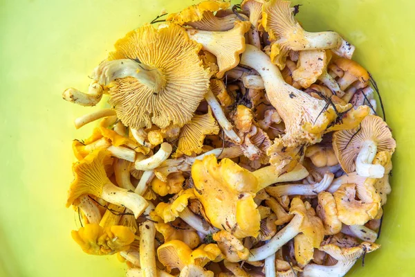 Forest mushrooms chanterelles closeup on a yellow background — Stock Photo, Image