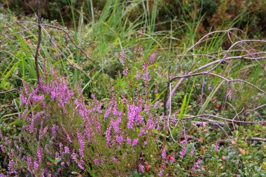Yabani çilek ormandaki yeşil bitkisel arka plan üzerinde. Yaban mersini, lingonberries ve heather bir çam ormanı içinde. Geç yaz veya erken sonbahar manzara.