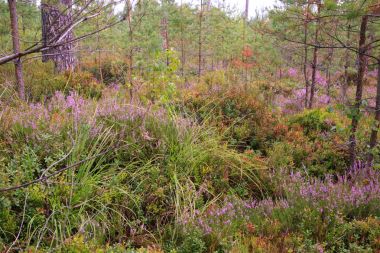 Yabani çilek ormandaki yeşil bitkisel arka plan üzerinde. Yaban mersini, lingonberries ve heather bir çam ormanı içinde. Geç yaz veya erken sonbahar manzara.