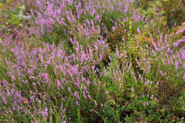 Wild berries on a green vegetative background in forest. Blueberries, lingonberries and heather in a pine forest. Landscape of late summer or early autumn. — Stock Photo, Image