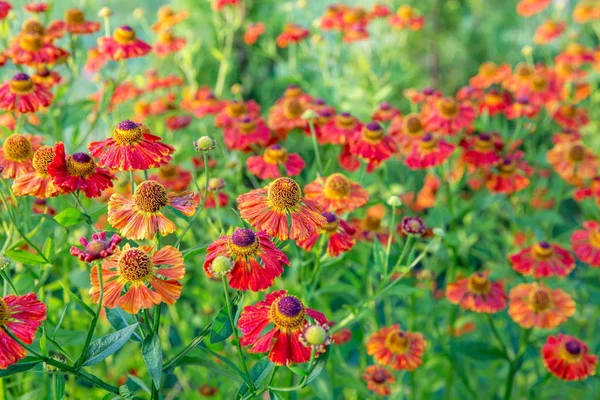 Helenium flower. Season autumn background — Stock Photo, Image