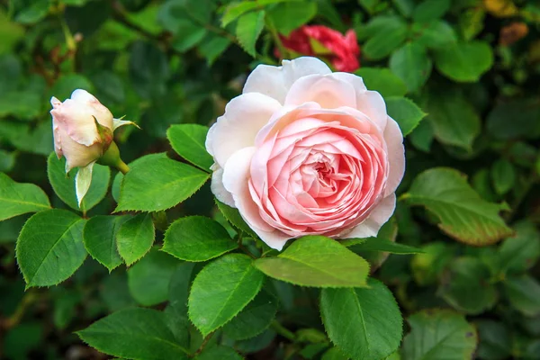 Beautiful pink rose in a garden — Stock Photo, Image