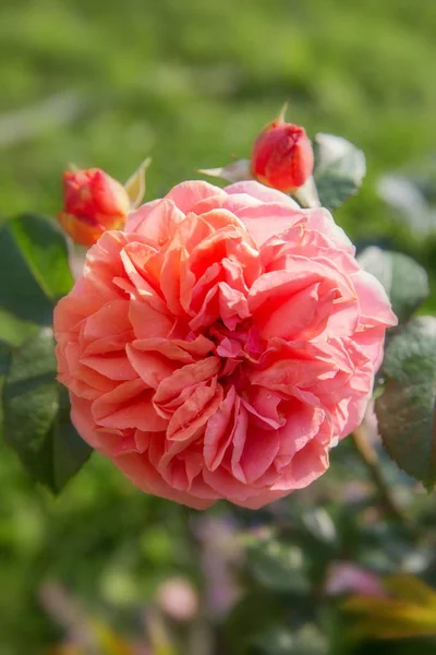 美丽的粉红色玫瑰在花园里 — 图库照片