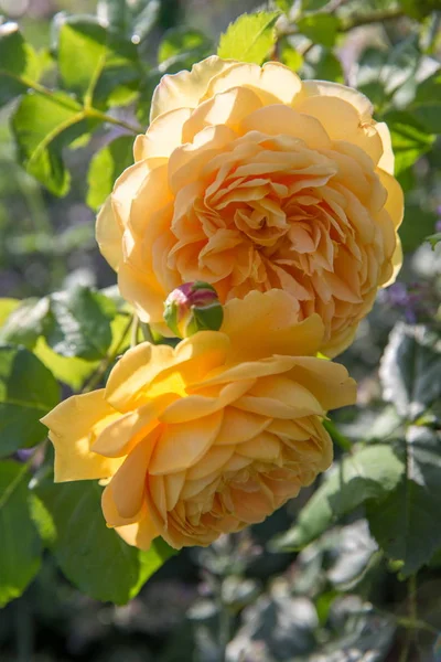 Floreciente rosa amarilla inglesa en el jardín en un día soleado. Celebración de oro rosa —  Fotos de Stock