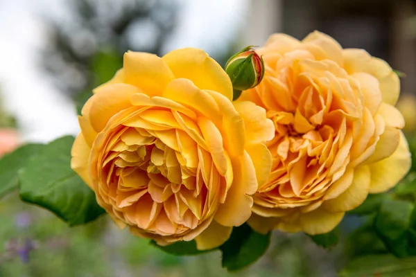 Floreciente rosa amarilla inglesa en el jardín en un día soleado. Celebración de oro rosa — Foto de Stock