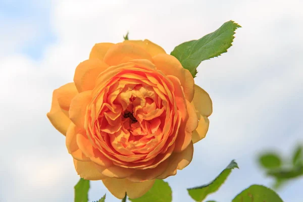 Floreciente rosa amarilla inglesa en el jardín en un día soleado. Celebración de oro rosa — Foto de Stock