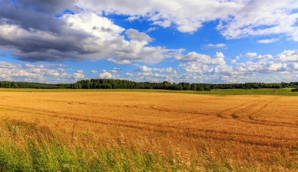 Paisaje rural con campo de trigo al atardecer — Foto de Stock