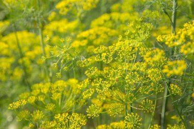 dereotu bitki ve çiçek tarım arka plan olarak